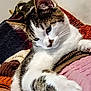 cat, animal, pet, feline, whiskers, fur, ear, paw, knitted_blanket, textile, colorful, cozy, indoor, closeup, resting, cute, calm, curious, soft, domestic