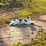 Dinah a rejoint le concours — aidez-le/la à gagner de superbes lots ! cat, outdoor, sunlight, grass, pavement, cracked_ground, animal, relaxed, nature, daylight, resting, whiskers, fur, mammal, shadow, peaceful, quiet, brown, white, patches