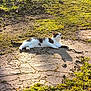 cat, outdoor, sunlight, grass, pavement, cracked_ground, animal, relaxed, nature, daylight, resting, whiskers, fur, mammal, shadow, peaceful, quiet, brown, white, patches