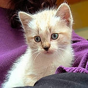 Willow a rejoint le concours — aidez-le/la à gagner de superbes lots ! kitten, cat, blue_eyes, fur, whiskers, animal, pet, cute, young, portrait, indoors, purple_cloth, soft, feline, close_up, curious, small, domestic_animal, mammal, companion