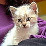 animal, blue_eyes, cat, close_up, companion, curious, cute, domestic_animal, feline, fur, indoors, kitten, mammal, pet, portrait, purple_cloth, small, soft, whiskers, young