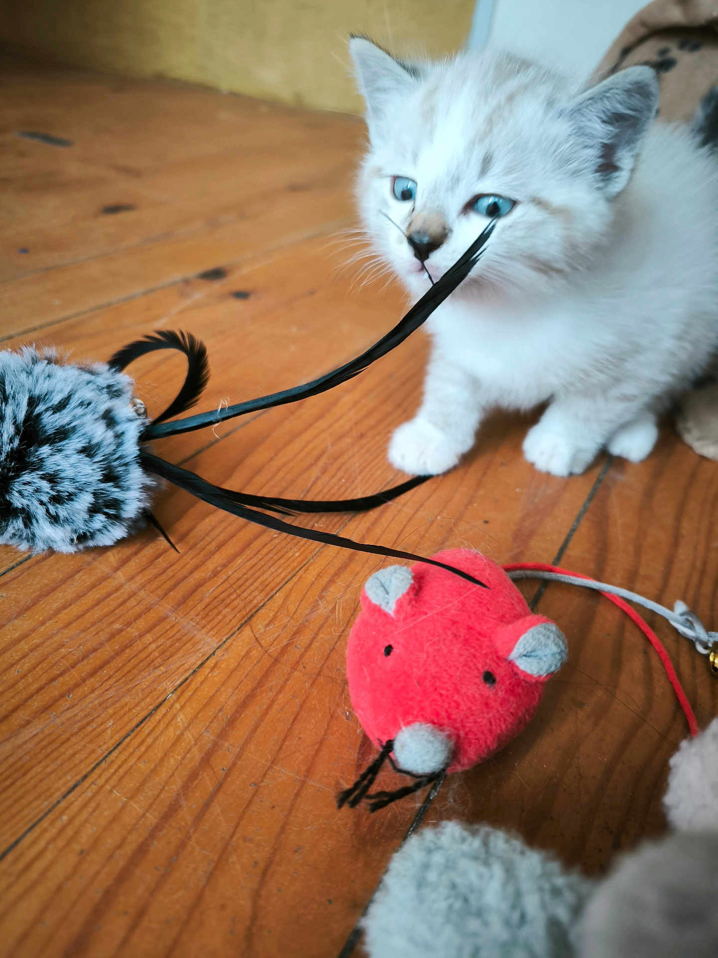 Willow a rejoint le concours — aidez-le/la à gagner de superbes lots ! kitten, cat, toy, feathers, plush_mouse, wooden_floor, blue_eyes, white_fur, curious, pet, indoor, animal, playful, small, cute, feline, closeup, floor, young, domestic_cat