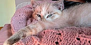 Willow participe au concours pour gagner de l'argent avec cette photo : animal, blanket, cat, closeup, cozy, cute, feline, fur, indoor, kitten, knitted, paw, pet, pink, relaxed, resting, sleepy, soft, texture, warm