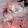 Willow participe au concours pour gagner de l'argent avec cette photo : kitten, cat, paw, fur, blanket, knitted, pink, cozy, sleepy, cute, pet, animal, closeup, soft, texture, resting, indoor, relaxed, warm, feline