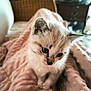 Willow participe au concours pour gagner de l'argent avec cette photo : kitten, cat, animal, pet, cute, fluffy, soft, blanket, indoor, cozy, young, feline, closeup, portrait, whiskers, ears, paws, domestic, furry, curious