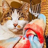 Cashmere is registered to the contest to win money with this photo: cat, close_up, fleece_blanket, colorful, indoor, pet, scratching_post, cozy, fur, whiskers, ears, face, golden_eyes, comfort, resting, animal, domestic, warm, furniture, blanket