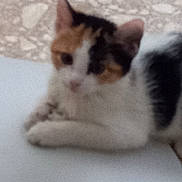 Milan is registered to the contest to win money with this photo: cat, calico, resting, blurry, feline, animal, pet, indoor, white, black, orange, fur, ears, paw, quiet, relaxed, closeup, background, surface, laying