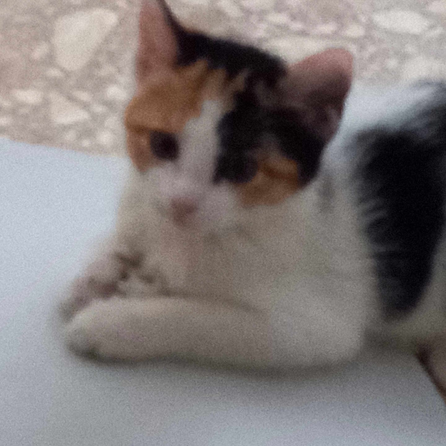 Milan is registered to the contest to win money with this photo: animal, background, black, blurry, calico, cat, closeup, ears, feline, fur, indoor, laying, orange, paw, pet, quiet, relaxed, resting, surface, white