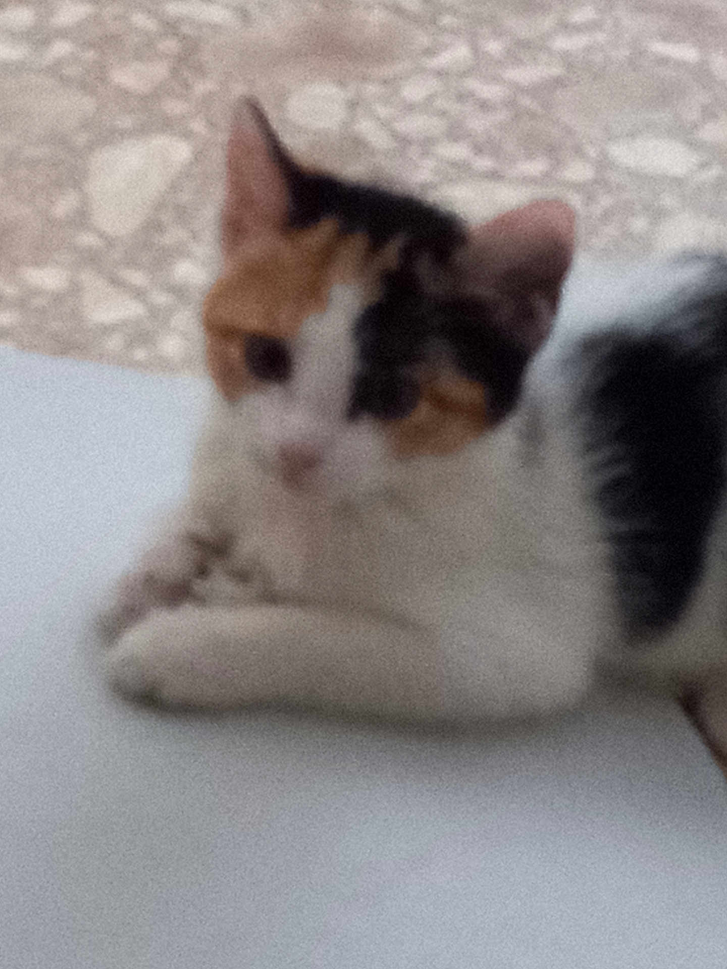 Milan is registered to the contest to win money with this photo: cat, calico, resting, blurry, feline, animal, pet, indoor, white, black, orange, fur, ears, paw, quiet, relaxed, closeup, background, surface, laying