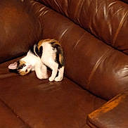 Milan joined the competition — help win amazing prizes! animal, brown_leather_couch, calico, cat, cozy, curled_up, cute, domestic, ears, eyes, fur, furniture, indoor, kitten, living_room, pet, relaxing, resting, small, whiskers