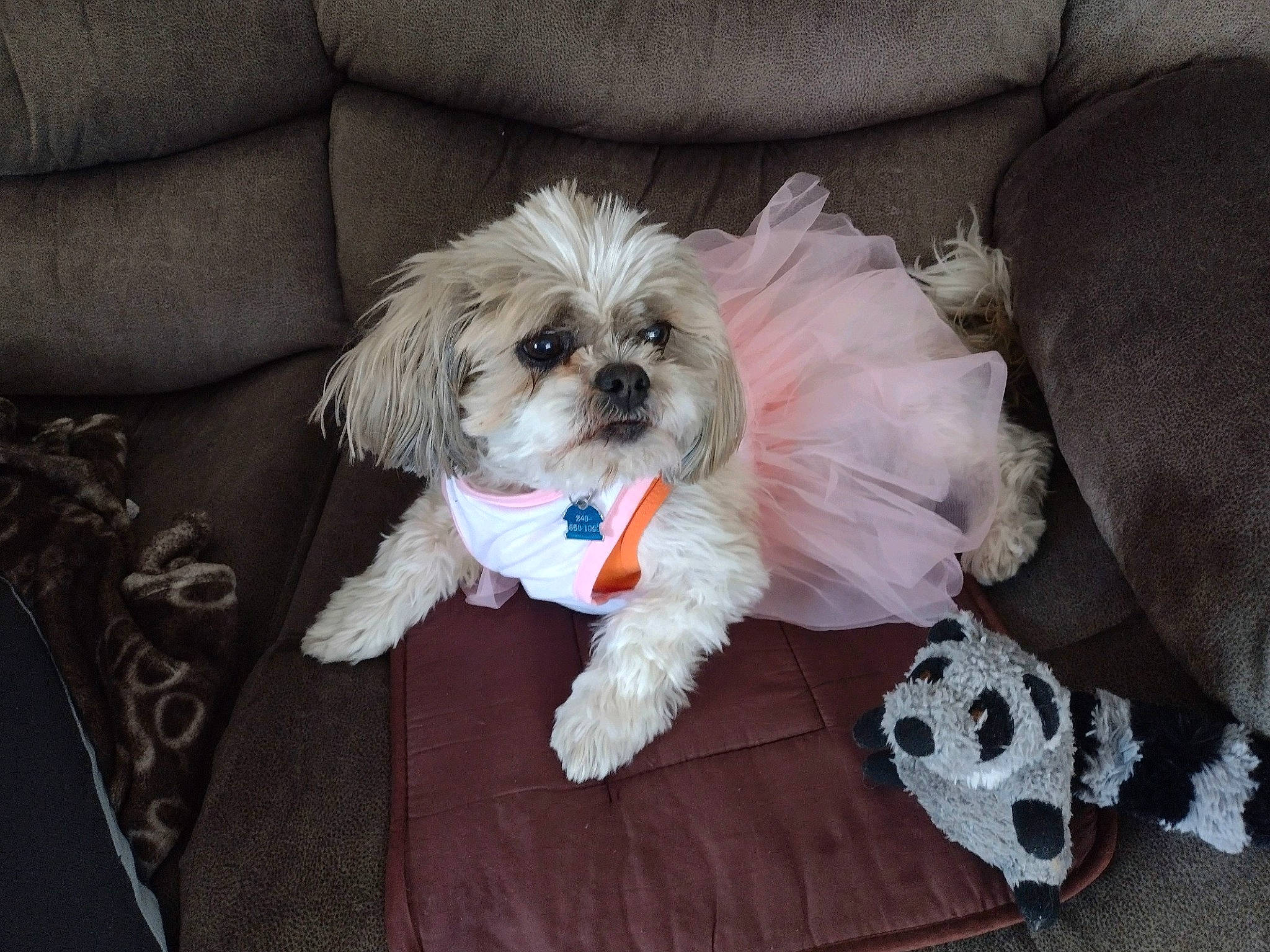 Baby Dollann is registered to the contest to win money with this photo: biewer_terrier, canidae, carnivore, comfort, companion_dog, dog, dog_breed, dog_clothes, dog_supply, fashion_accessory, fur, mal_shi, maltepoo, poodle_crossbreed, puppy_love, shih_poo, small_terrier, sporting_group, terrier, toy_dog