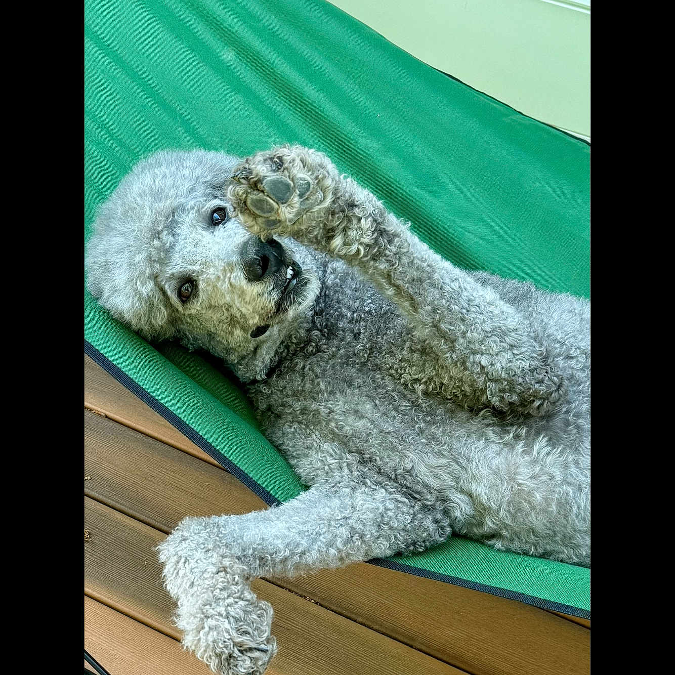 Ollie joined the competition — help win amazing prizes! animal, canine, curly_fur, cute, dog, friendly, fur, gray, green, hammock, lying_down, mammal, outdoor, paw, pet, playful, poodle, relaxed, summer, wooden_deck