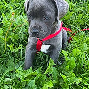 Asko participe au concours pour gagner de l'argent avec cette photo : puppy, dog, grass, greenery, outdoor, nature, young, pet, cute, animal, red_harness, leafy, plant, fur, muzzle, ears, sitting, curious, snout, daylight