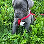 puppy, dog, grass, greenery, outdoor, nature, young, pet, cute, animal, red_harness, leafy, plant, fur, muzzle, ears, sitting, curious, snout, daylight