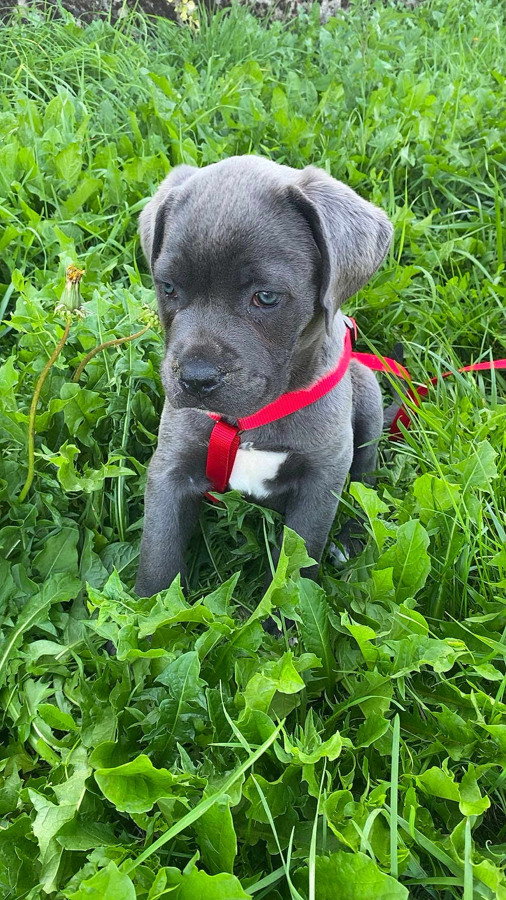 Asko participe au concours pour gagner de l'argent avec cette photo : puppy, dog, grass, greenery, outdoor, nature, young, pet, cute, animal, red_harness, leafy, plant, fur, muzzle, ears, sitting, curious, snout, daylight