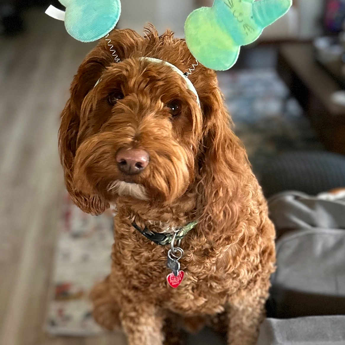 Marlie is registered to the contest to win money with this photo: animal, brown_dog, bunny_ears, close_up, collar, couch, curly_fur, cute, dog, domestic_animal, floor, furniture, headband, indoor, living_room, looking, pet, playful, portrait, tag