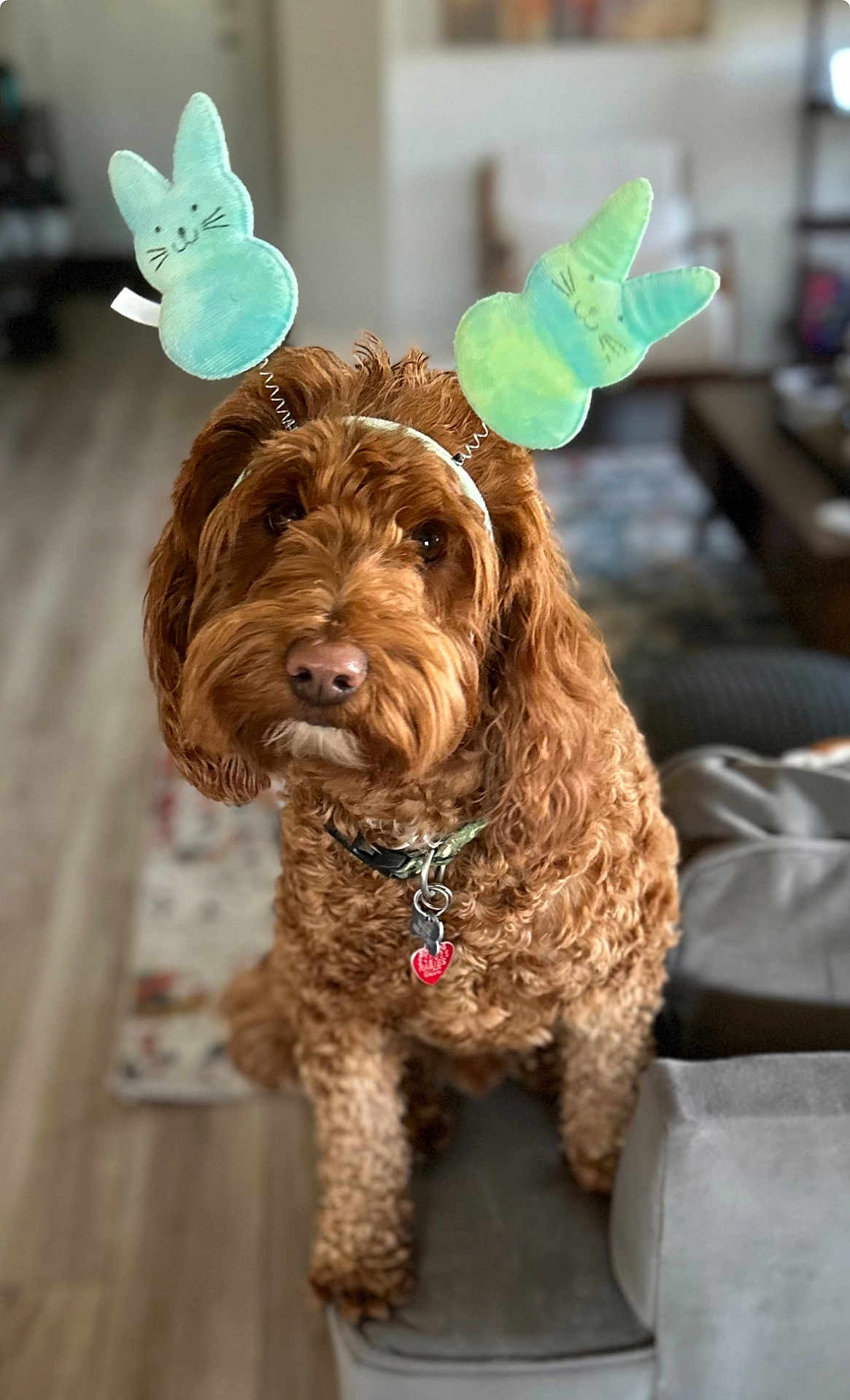 Marlie is registered to the contest to win money with this photo: animal, brown_dog, bunny_ears, close_up, collar, couch, curly_fur, cute, dog, domestic_animal, floor, furniture, headband, indoor, living_room, looking, pet, playful, portrait, tag