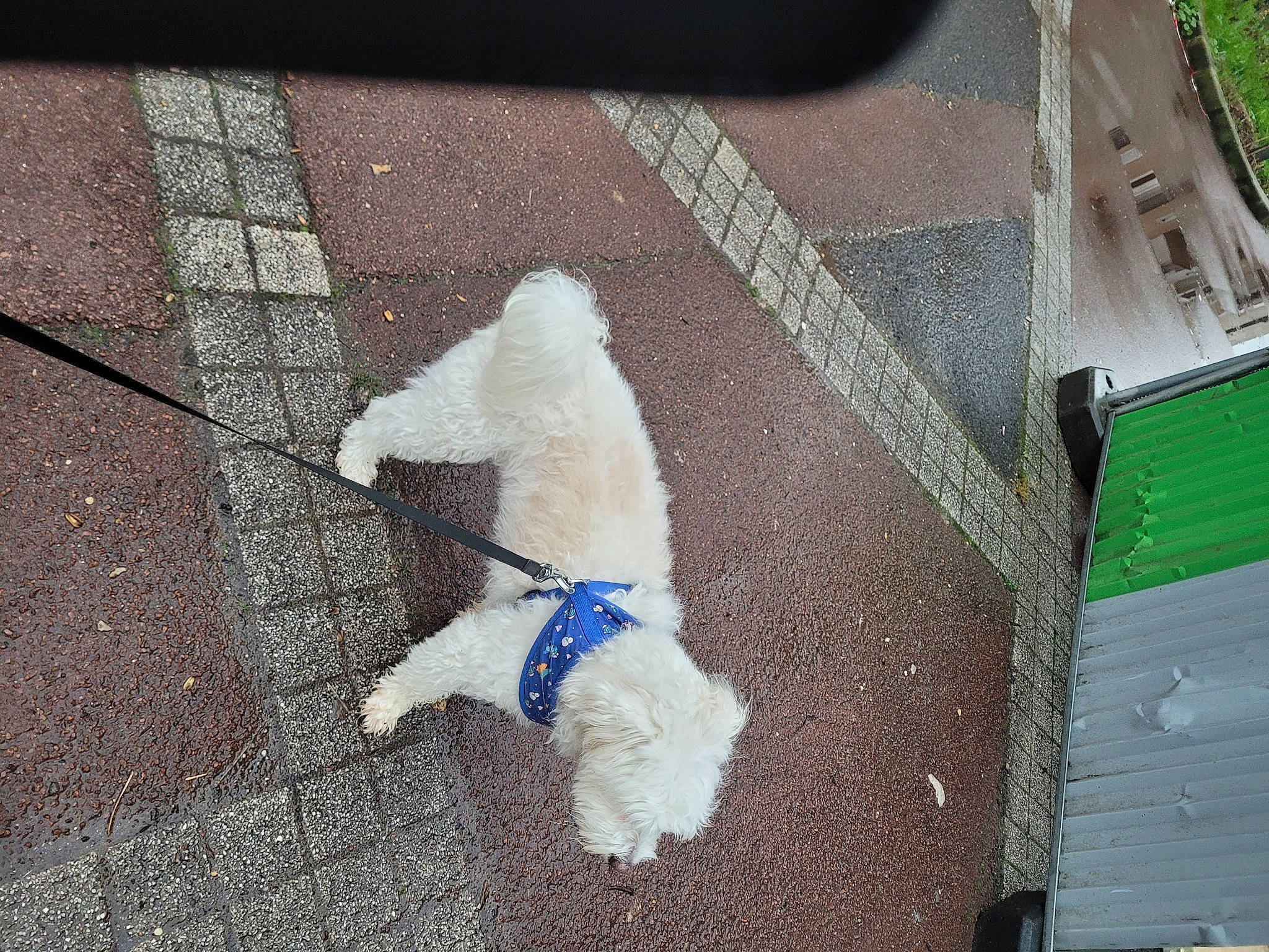 Bobby a rejoint le concours — aidez-le/la à gagner de superbes lots ! canidae, carnivore, collar, companion_dog, dog, dog_breed, dog_collar, dog_supply, fashion_accessory, fawn, flooring, leash, pet_supply, road_surface, sidewalk, snout, sporting_group, tail, wood, working_animal