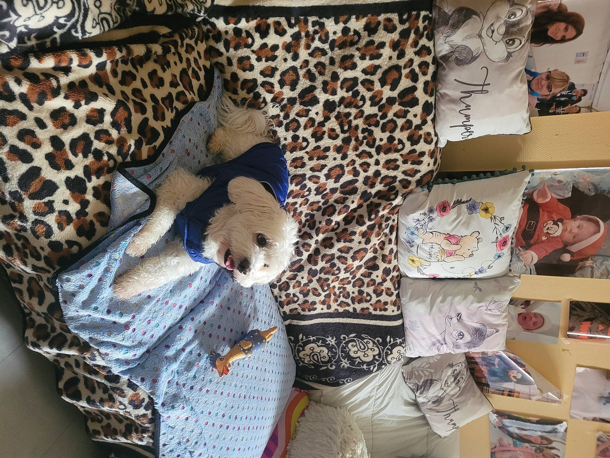 Bobby participe au concours pour gagner de l'argent avec cette photo : basket, comfort, fawn, felidae, fur, house, interior_design, linens, pattern, plush, room, shelf, shelving, small_to_medium_sized_cats, stuffed_toy, textile, toy, white, wood, wool