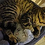 cat, tabby, pet, feline, striped, sleeping, cozy, bed, plush_toy, paw, indoor, fur, resting, animal, cute, soft, comfort, closeup, whiskers, relaxation