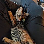 Lola a rejoint le concours — aidez-le/la à gagner de superbes lots ! kitten, cat, tabby, pet, animal, fur, whiskers, ears, eyes, lap, clothing, person, legs, indoor, comfort, relaxation, cute, small, young, cozy