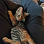 kitten, cat, tabby, pet, animal, fur, whiskers, ears, eyes, lap, clothing, person, legs, indoor, comfort, relaxation, cute, small, young, cozy
