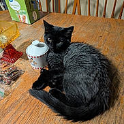 Bumble is registered to the contest to win money with this photo: cat, black_cat, wooden_table, chair, container, glass_dish, home_interior, furniture, pet, animal, curled_up, cozy, indoor, tabletop, domestic, fur, relaxed, cute, resting, closeup