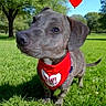 dog, canine, red_bandana, balloon, grass, park, outdoor, sunny, greenery, tree, pet, animal, cute, small_dog, nature, daytime, looking_away, snout, ears, tail