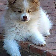 Kodi joined the competition — help win amazing prizes! puppy, dog, fluffy, fur, outdoor, brick, ground, pet, animal, cute, young, canine, nature, garden, laying, resting, small, adorable, white, light_brown