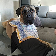 Rio participe au concours pour gagner de l'argent avec cette photo : dog, pet, living_room, couch, blanket, cloth, brown_dog, large_dog, indoors, furniture, relaxed, animal, canine, seated, comfort, home, portrait, looking_at_camera, cozy, casual