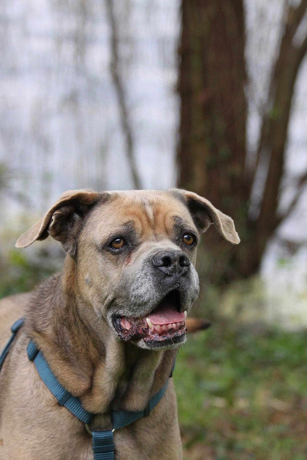 Lola participe au concours pour gagner de l'argent avec cette photo : dog, canine, pet, outdoor, nature, animal, brown_fur, harness, portrait, close_up, ears, snout, mouth_open, teeth, eyes, forest, trees, greenery, blurred_background, mammal