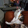 Quennie is registered to the contest to win money with this photo: cat, calico_cat, sleeping, lap, person, orange_pants, plaid_shirt, indoor, chair, relaxation, cozy, stretching, pet, feline, domestic_animal, comfort, resting, fur, whiskers, ears