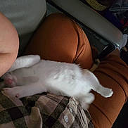 Quennie is registered to the contest to win money with this photo: cat, white_cat, lap, person, brown_pants, checkered_shirt, indoor, relaxing, feline, pet, animal, resting, cozy, casual_clothing, chair_armrest, home, blurred_background, seated, furry, domestic_animal