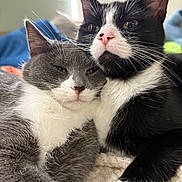 Bounty Et Plumette participe au concours pour gagner de l'argent avec cette photo : animal, black_fur, blanket, cat, cats, close_up, cozy, cute, domestic_animal, feline, fur, gray_cat, indoor, pets, resting, snuggling, soft_light, tuxedo_cat, whiskers, white_fur