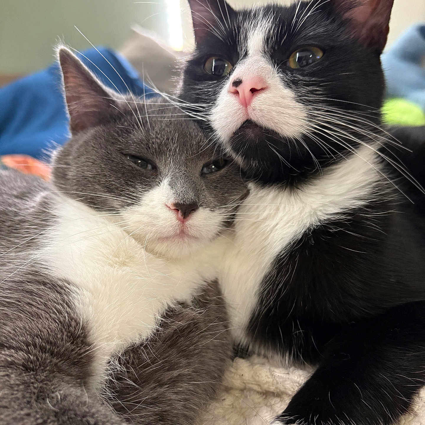 Bounty Et Plumette participe au concours pour gagner de l'argent avec cette photo : animal, black_fur, blanket, cat, cats, close_up, cozy, cute, domestic_animal, feline, fur, gray_cat, indoor, pets, resting, snuggling, soft_light, tuxedo_cat, whiskers, white_fur