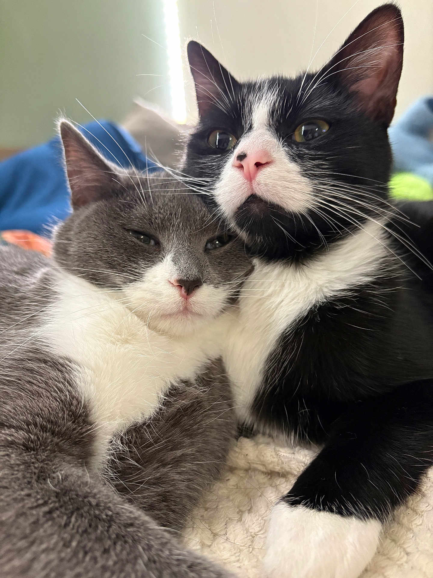 Bounty Et Plumette participe au concours pour gagner de l'argent avec cette photo : animal, black_fur, blanket, cat, cats, close_up, cozy, cute, domestic_animal, feline, fur, gray_cat, indoor, pets, resting, snuggling, soft_light, tuxedo_cat, whiskers, white_fur