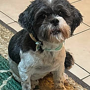 Maybel is registered to the contest to win money with this photo: affenpinscher, animal, bulldog, canine, cockerspaniel, dog, pet, poodle, puppy, slate, terrier, whitedog