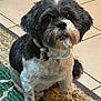 affenpinscher, animal, bulldog, canine, cockerspaniel, dog, pet, poodle, puppy, slate, terrier, whitedog