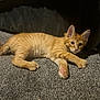 animal, carpet, cat, cozy, curious, cute, ears, feline, fur, home, indoor, kitten, mammal, orange_tabby, paw, pet, relaxed, stretching, whiskers, young