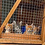 Oakley Darla is registered to the contest to win money with this photo: animal, cage, cat, curious, cute, eyes, feline, fence, four_animals, fur, grey_cat, indoor, kitten, looking_at_camera, orange_cat, pet, sitting, wire_mesh, wood, young