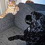 Oakley Darla is registered to the contest to win money with this photo: animal, black_dog, blurry, cat, companion, couch, dog, domestic_animal, friendship, furniture, furry, gray, home, indoor, interaction, living_room, orange_cat, paw, pet, playful