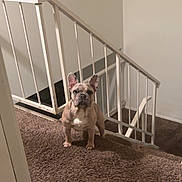 Rascal is registered to the contest to win money with this photo: animal, brown, canine, carpet, cute, dog, french_bulldog, guarding, home, house, indoor, looking, pet, portrait, railing, serious, stairs, standing, wall, white