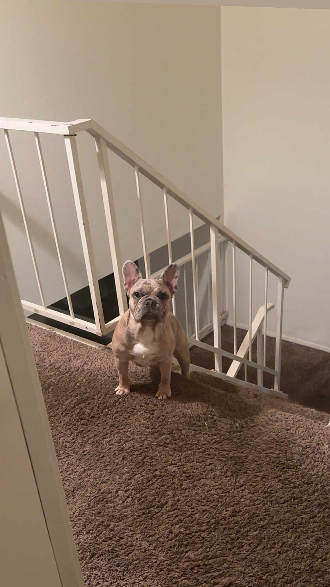 Rascal