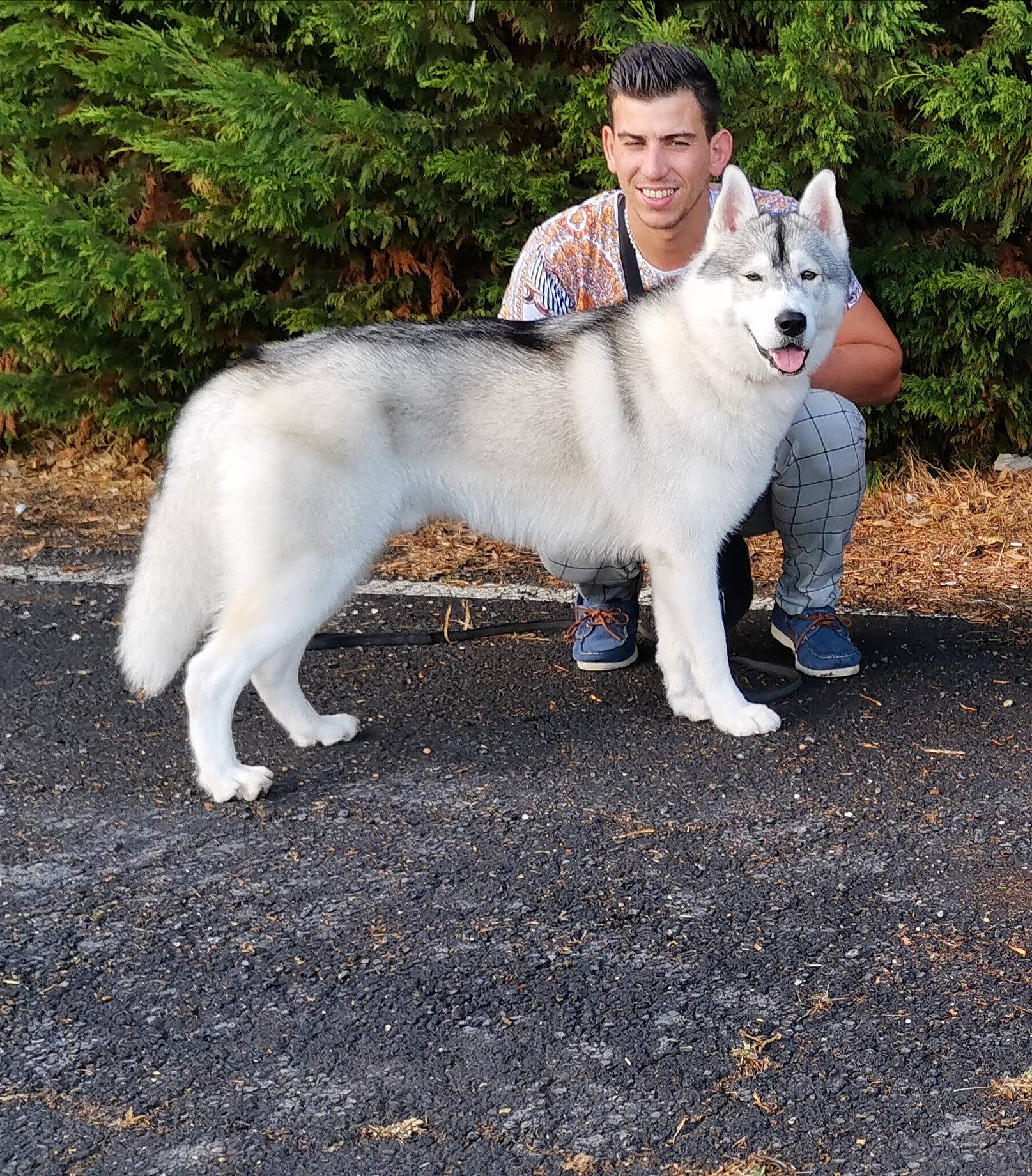 Arrow a rejoint le concours — aidez-le/la à gagner de superbes lots ! ancient_dog_breeds, canidae, canis, carnivore, collar, companion_dog, dog, dog_breed, fawn, fur, grass, non_sporting_group, plant, snout, sporting_group, tail, terrestrial_animal, tree, working_animal, working_dog