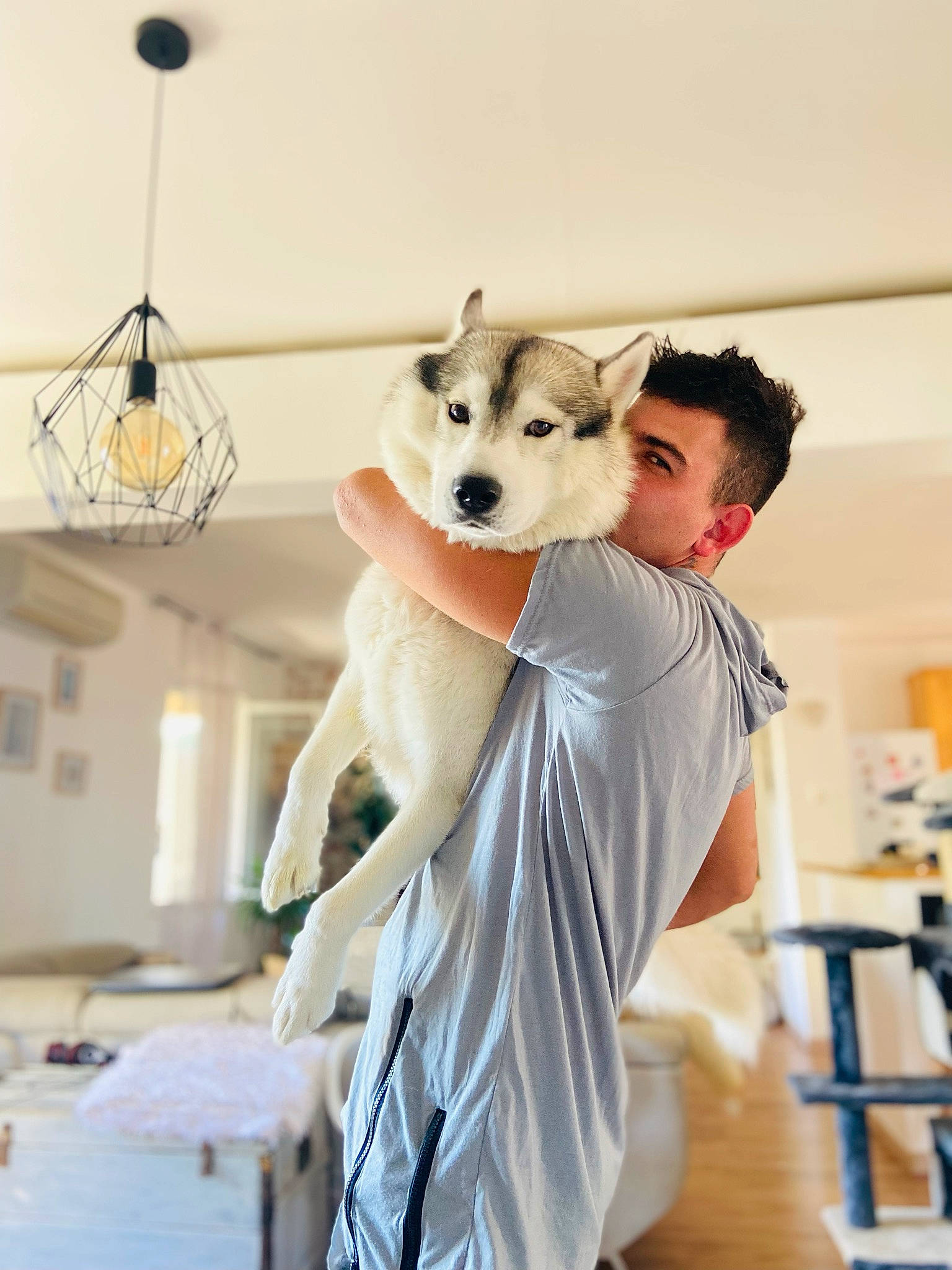 Arrow participe au concours pour gagner de l'argent avec cette photo : bed, canidae, carnivore, ceiling, chair, companion_dog, dog, dog_breed, fashion_design, fawn, felidae, flooring, fur, light_fixture, linens, room, spitz, t_shirt, toy_dog, whiskers