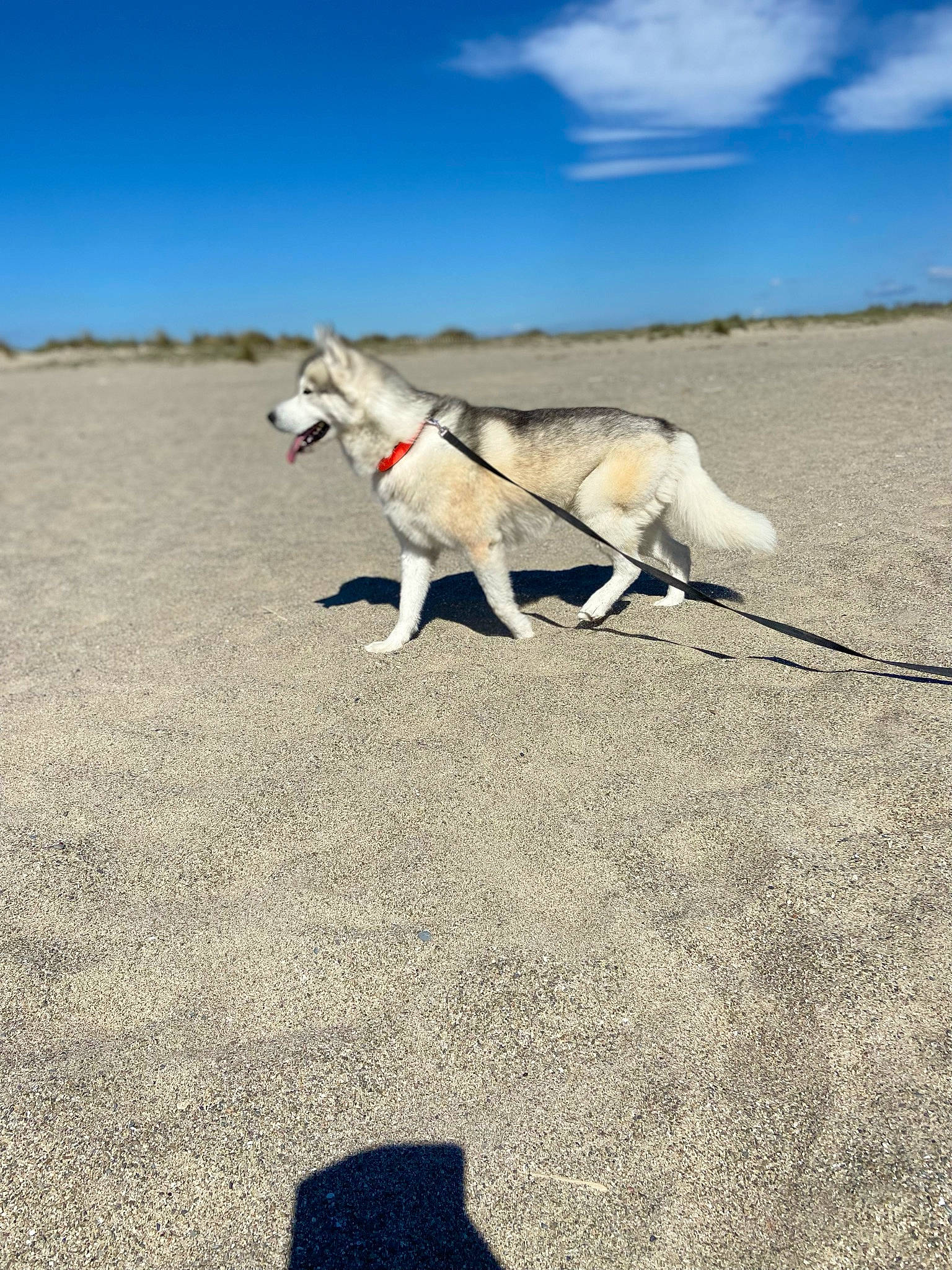 Arrow participe au concours pour gagner de l'argent avec cette photo : canidae, carnivore, cloud, dog, dog_breed, fawn, grass, horizon, landscape, leash, ocean, pet_supply, road_surface, sand, shadow, sky, soil, sporting_group, tail, working_animal