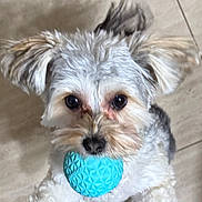 Deja joined the competition — help win amazing prizes! adorable, animal, ball, closeup, companion, cute, dog, ears, fluffy, fur, indoor, looking_up, mouth, nose, pet, playful, small_dog, tile_floor, toy, waiting