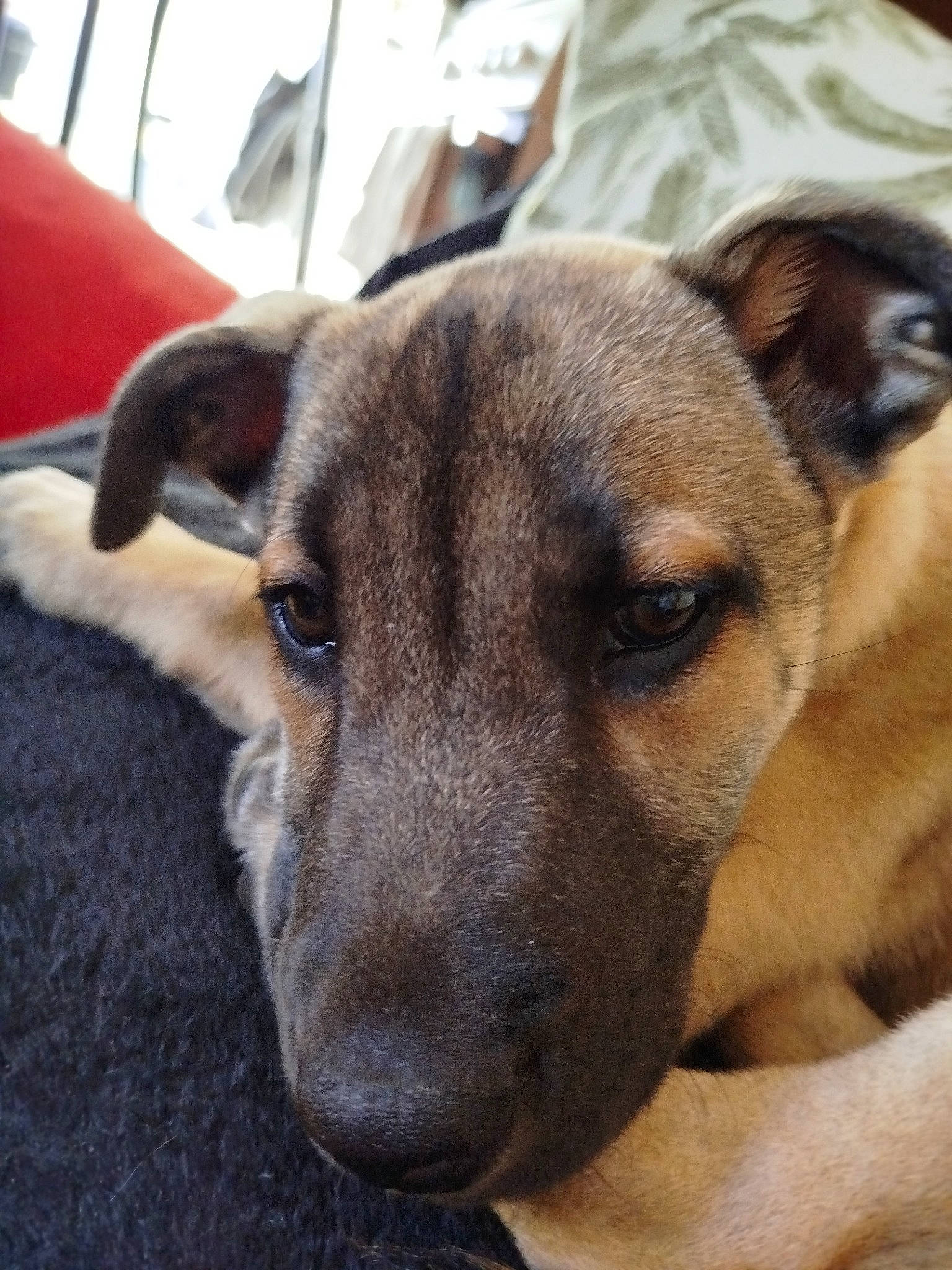 Sharka participe au concours pour gagner de l'argent avec cette photo : ancient_dog_breeds, canidae, carnivore, collar, companion_dog, dog, dog_breed, ear, fawn, fur, guard_dog, non_sporting_group, puppy, sporting_group, street_dog, terrestrial_animal, whiskers, working_animal, working_dog