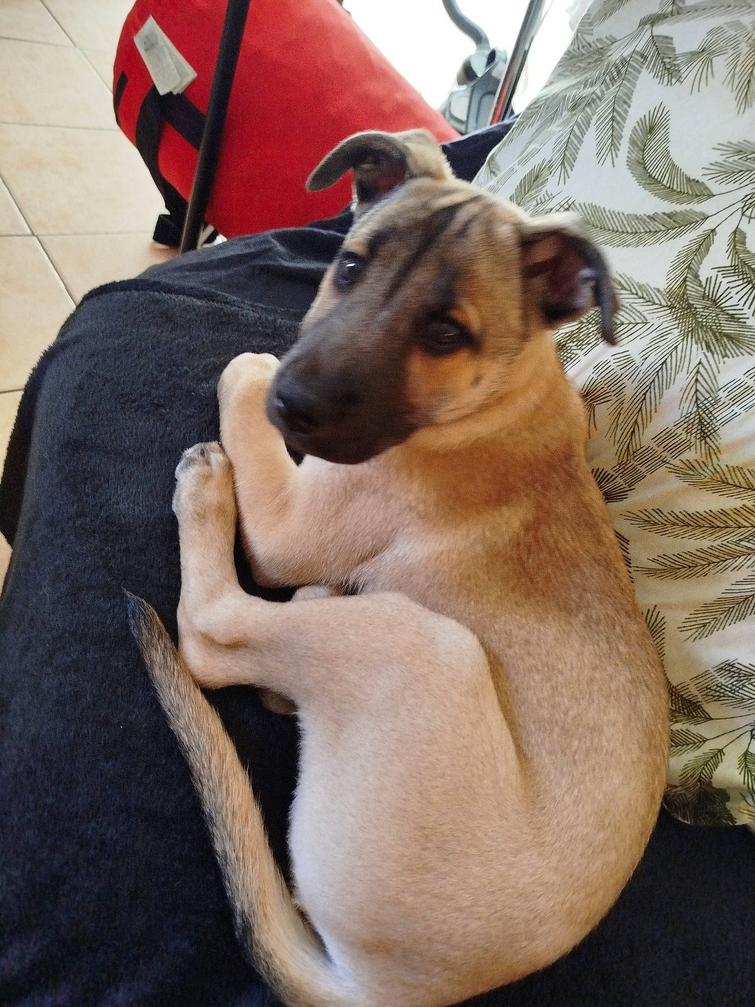 Sharka a rejoint le concours — aidez-le/la à gagner de superbes lots ! backpack, bag, carnivore, comfort, companion_dog, dog, dog_breed, fawn, fur, guard_dog, human_leg, luggage_and_bags, non_sporting_group, smile, snout, sporting_group, terrestrial_animal, whiskers, wildlife, working_animal