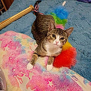 Ponchito joined the competition — help win amazing prizes! animal, bed, blanket, blue_blanket, cat, colorful, curious, fluffy, fur, indoor, lying_down, pet, pink_blanket, playful, rainbow, tabby_cat, toy, unicorn_pattern, whiskers, white_paws